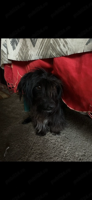 Dau la adopție cățelușă cuminte - imagine 3