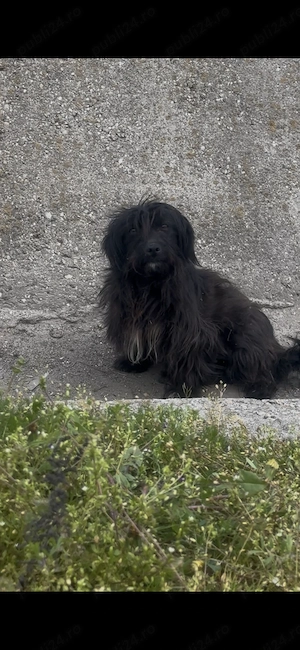 Dau la adopție cățelușă cuminte - imagine 4