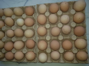 Vand oua de bibilici multicolore 