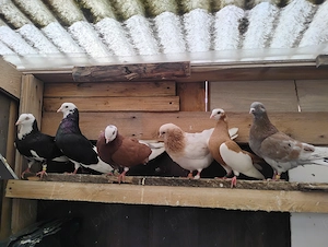 Porumbei jucători roller de birmingham