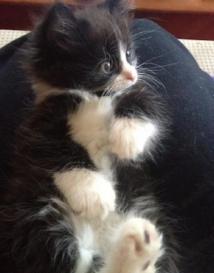 Siberiana de Padure  - imagine 3