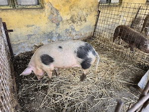 Vand porc 100  - 130 kg