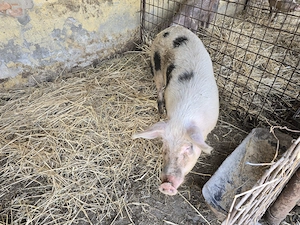 Vand porc 100  - 130 kg - imagine 2