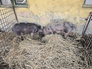 Porci de vanzare 1  kg - imagine 2