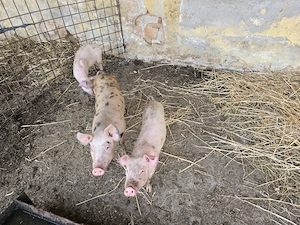 Vand purcei  - imagine 2