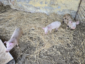 Vand purcei  - imagine 3