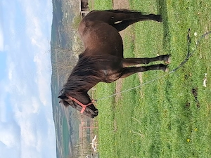 De plecare urgent  cal cuminte 