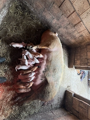 Scroafa de la a3 a fatare de vanzare cu 15 purcei  - imagine 3