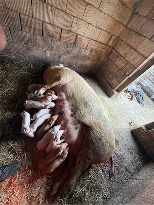 Scroafa de la a3 a fatare de vanzare cu 15 purcei  - imagine 2