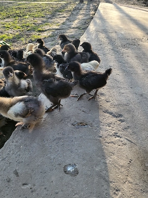 Pui australorp negru