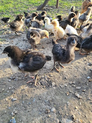 Pui australorp negru - imagine 2