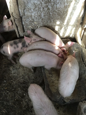 Purcei 6 luni, rasă mixtă Duroc Landrace