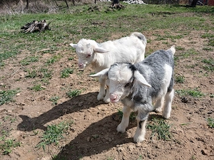 De vanzare o pereche de iezi  - imagine 2