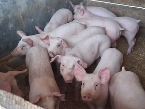 vând soldani Rasa de calitate Marele Alb&Landrace, medie  35 kg