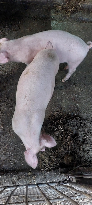 Grăsuni de vânzare  - imagine 3