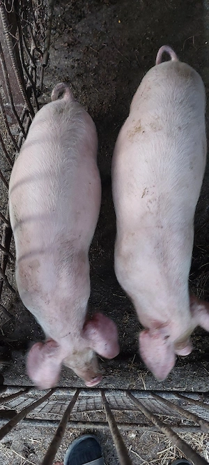 Grăsuni de vânzare 