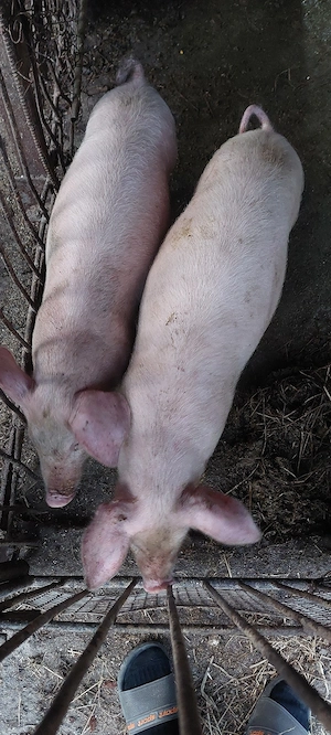 Grăsuni de vânzare  - imagine 2