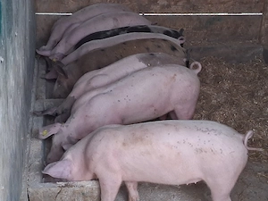 vând soldani Rasa de calitate Marele Alb &Pietran, 35 kg