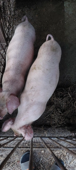 Grăsuni de vânzare  - imagine 4