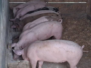 vând soldani Rasa de calitate Marele Alb &Pietran, 35 kg