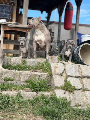 American bully de vanzare - imagine 5