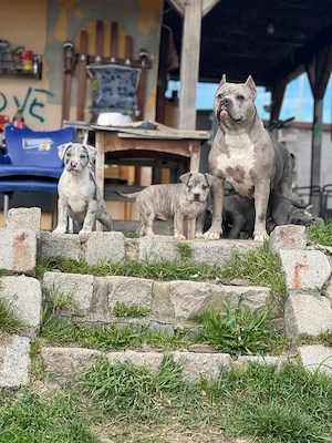 American bully de vanzare - imagine 3