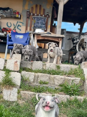 American bully de vanzare - imagine 2