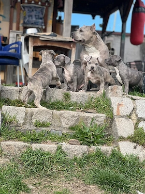 American bully de vanzare - imagine 4