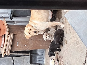 Pui Labrador Retriver - imagine 3