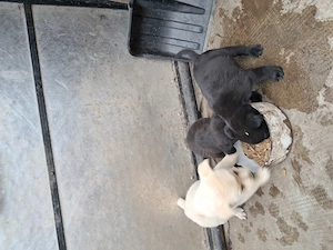 Pui Labrador Retriver - imagine 2