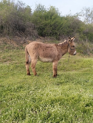 Magar castrat varsă 4 ani  dau la schimb cu doua capre  - imagine 2