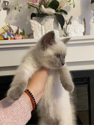 Pui de british, color point - imagine 2