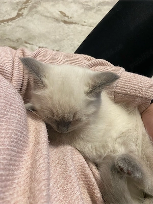 Pui de british, color point - imagine 5