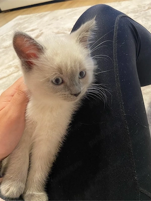 Pui de british, color point - imagine 4