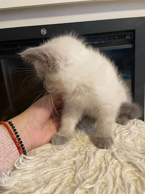 Pui de british, color point