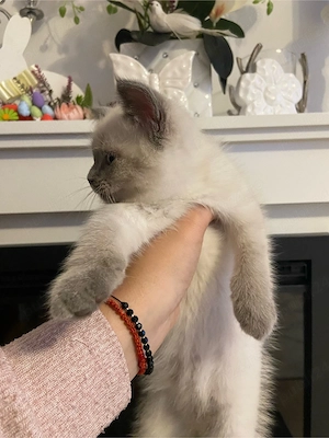 Pui de british, color point - imagine 3