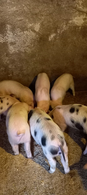 Purcei de vânzare, Cornereva