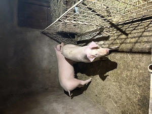 Vând porci 90-100kg  - imagine 3