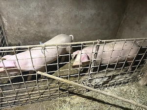 Vând porci 90-100kg  - imagine 2