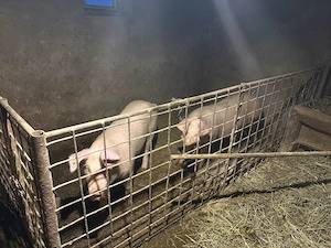 Vând porci 90-100kg 