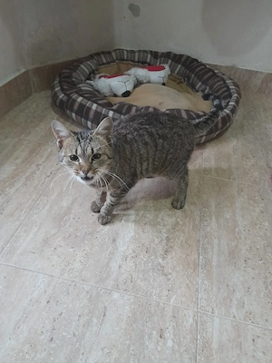 donez motanel iubaret