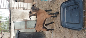 De vânzare ieduțe alpina cu anglo-nubian  - imagine 4