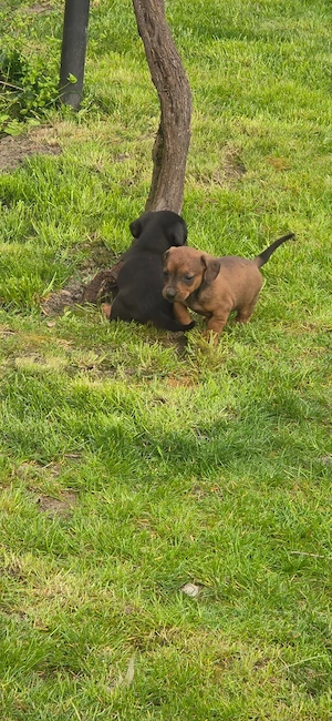 Tekel disponibil - imagine 2