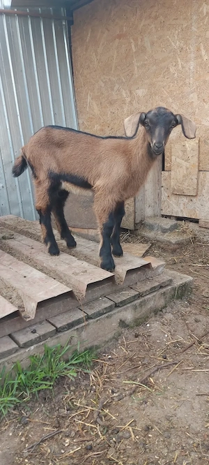De vânzare ieduțe alpina cu anglo-nubian  - imagine 3