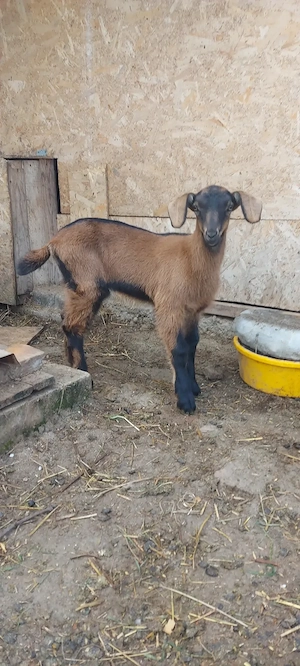 De vânzare ieduțe alpina cu anglo-nubian  - imagine 2