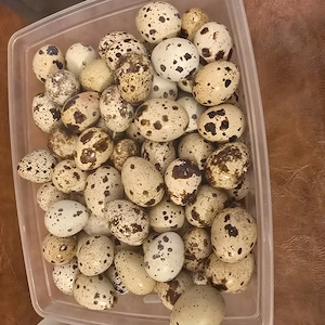 Oua de prepelita pentru consum si incubat