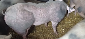 Vând purcea pietran belgian gestantă