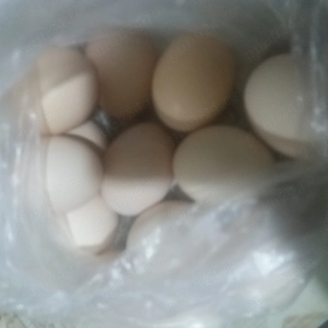 Vand oua proaspete de gaina