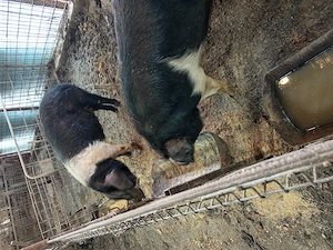 Vier și scrofița bazna gestanta  - imagine 3