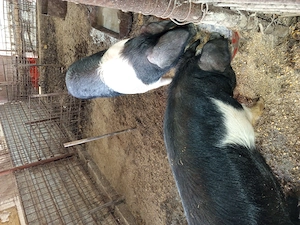 Vier și scrofița bazna gestanta  - imagine 2